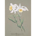 Collection of orchids Pl04 - Anonymous — artwork view