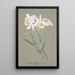 Collection of orchids Pl04 - Anonymous — framed artwork on a wall