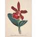 Reproduction of the painting Collection of orchids Pl05 - Anonymous