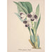 Collection of Orchids Pl06 - Anonymous — artwork view
