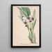 Collection of Orchids Pl06 - Anonymous — framed artwork on a wall