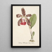 Reproduction of the painting Orchid Collection Painting Pl07 - Anonymous