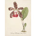 Reproduction of the painting Orchid Collection Painting Pl07 - Anonymous