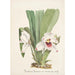 Collection of orchids Pl08 - Anonymous — artwork view