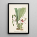 Collection of orchids Pl08 - Anonymous — framed artwork on a wall