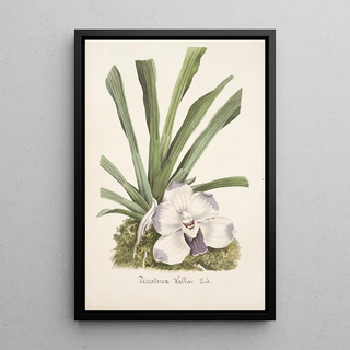 Anonymous - Collection dorchidees Pl09.webp