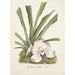 Reproduction of the painting Orchid Collection Painting Pl09 - Anonymous