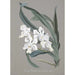 Collection of Orchids Pl10 - Anonymous — artwork view