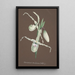 Reproduction of the painting Collection of orchids Pl11 - Anonymous