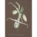 Reproduction of the painting Collection of orchids Pl11 - Anonymous