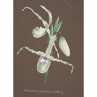 Anonymous - Collection dorchidees Pl11.webp