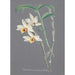 Collection of Orchids Pl12 - Anonymous — artwork view