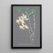 Collection of Orchids Pl12 - Anonymous — framed artwork on a wall