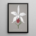 Reproduction of the painting Collection d'orchidées Pl13 - Anonyme