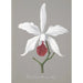 Reproduction of the painting Collection d'orchidées Pl13 - Anonyme