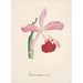 Reproduction of the painting Orchid Collection Painting Pl16 - Anonymous