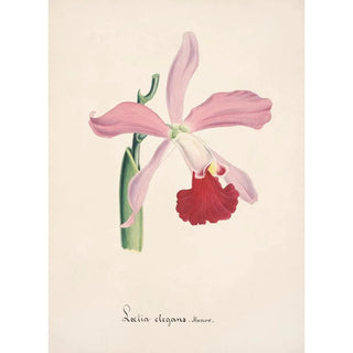 Anonymous - Collection dorchidees Pl16.webp