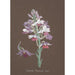 Orchid Collection Painting Pl17 - Anonymous — artwork view