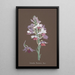 Orchid Collection Painting Pl17 - Anonymous — framed artwork on a wall