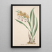 Reproduction of the painting Orchid Collection Painting Pl18 - Anonymous