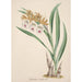Reproduction of the painting Orchid Collection Painting Pl18 - Anonymous