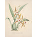 Orchid Collection Painting Pl19 - Anonymous — artwork view