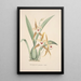 Orchid Collection Painting Pl19 - Anonymous — framed artwork on a wall