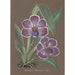 Orchid Collection Painting Pl20 - Anonymous — artwork view