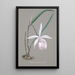 Reproduction of the painting Orchid Collection Painting Pl21 - Anonymous