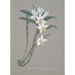 Collection of Orchids Pl22 - Anonymous — artwork view