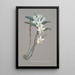 Collection of Orchids Pl22 - Anonymous — framed artwork on a wall