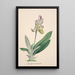 Reproduction of the painting Collection of orchids Pl24 - Anonymous
