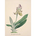 Reproduction of the painting Collection of orchids Pl24 - Anonymous