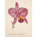 Collection of orchids Pl25 - Anonymous — artwork view
