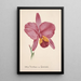 Collection of orchids Pl25 - Anonymous — framed artwork on a wall