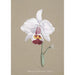Reproduction of the painting Orchid Collection Painting Pl26 - Anonymous