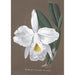 Collection of orchids Pl27 - Anonymous — artwork view