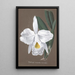 Collection of orchids Pl27 - Anonymous — framed artwork on a wall