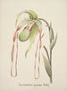 Collection of Orchids Pl28 - Anonymous — artwork view