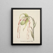Collection of Orchids Pl28 - Anonymous — framed artwork on a wall