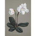Collection of orchids Pl29 - Anonymous — artwork view