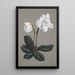 Collection of orchids Pl29 - Anonymous — framed artwork on a wall