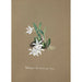 Reproduction of the painting Collection of Orchids Pl30 - Anonymous