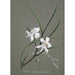 Orchid Collection Painting Pl31 - Anonymous — artwork view