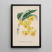 Reproduction of the painting Orchid Collection Painting Pl32 - Anonymous