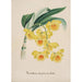 Reproduction of the painting Orchid Collection Painting Pl32 - Anonymous