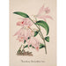 Orchid Collection Painting Pl33 - Anonymous — artwork view