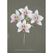 Collection of Orchids Pl34 - Anonymous — artwork view