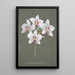 Collection of Orchids Pl34 - Anonymous — framed artwork on a wall