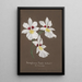 Collection of orchids Pl35 - Anonymous — artwork view